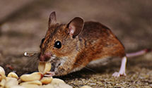 24 Hour & Emergency Exterminators in Cottonwood, OK
